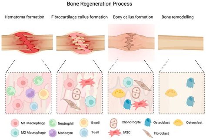Unlocking The Secrets Of Bone Regeneration